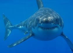 shark-guad2big